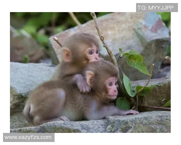 足球明星与猴子的奇妙生活揭秘背后的友情与训练故事 足球明星与猴子的奇妙生活揭秘背后的友情与训练故事